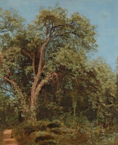Иванов А. А. Дерево в парке Киджи