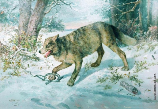 Сверчков Н. Е. Попался волк